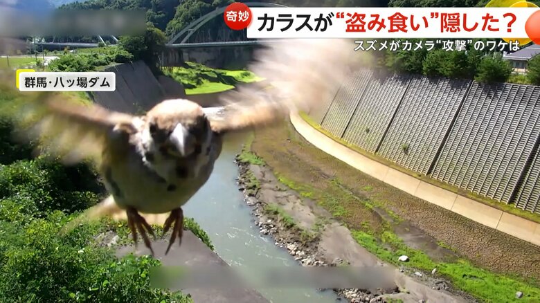 ダムを映すカメラにスズメが突撃してくる一部始終②