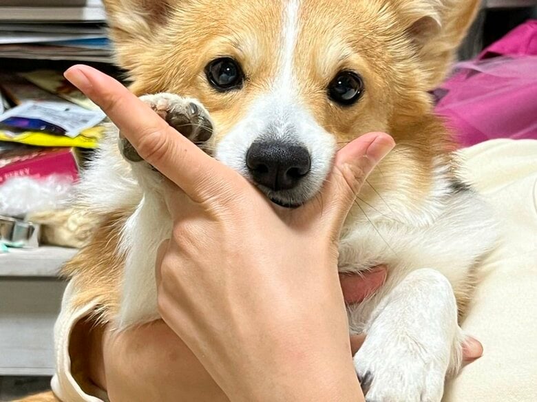 お手とあご乗せを同時に披露するせこむちゃん