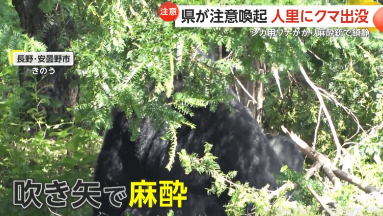 吹き矢で麻酔を打ち込まれたクマ