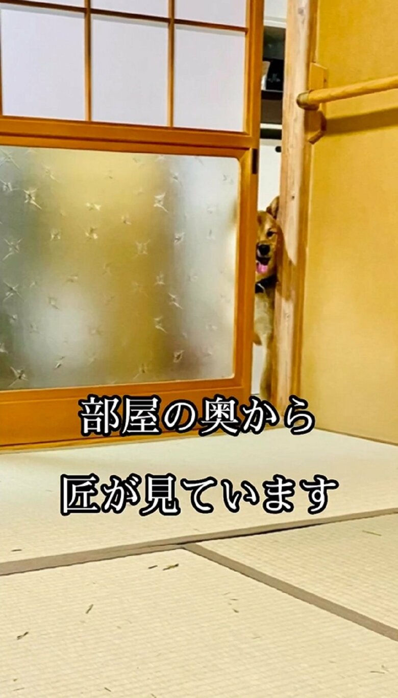 部屋の奥から匠（ゆうまくん）が見ています