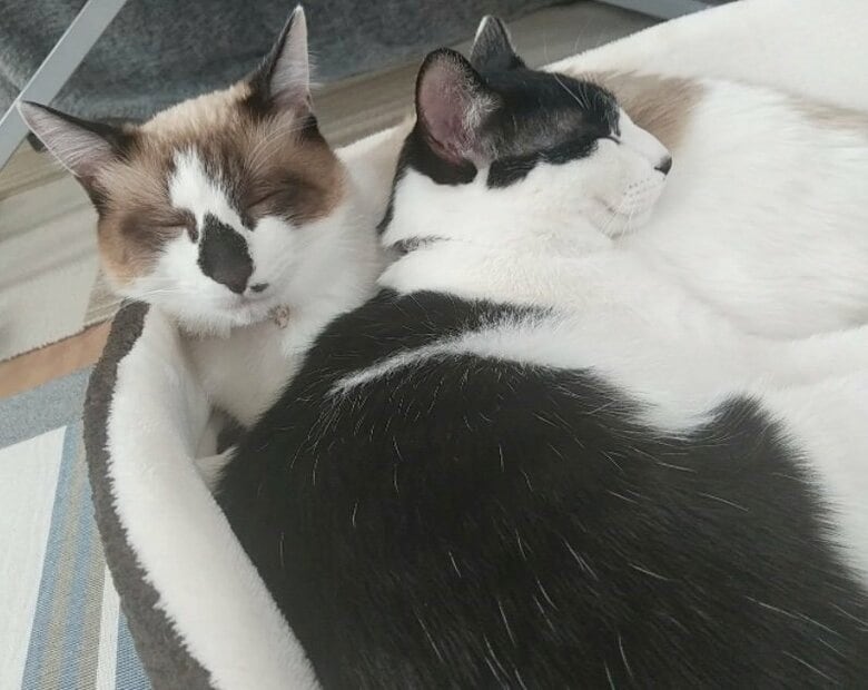 提供：かふぇらてさん