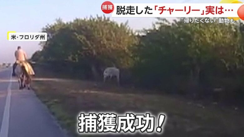 牛に縄をかけて捕獲したカウボーイ（Collier County Sheriff's Office）