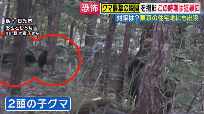 母グマの後ろには子グマが（関西テレビ「旬感LIVE とれたてっ！」より）