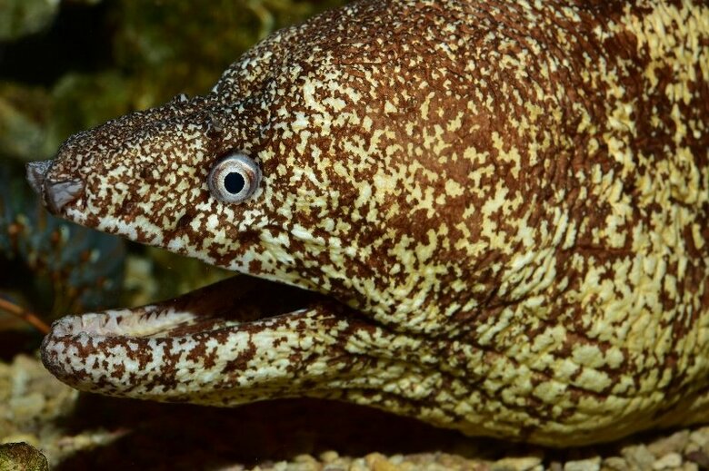 ウツボ（提供：すさみ町立エビとカニの水族館）