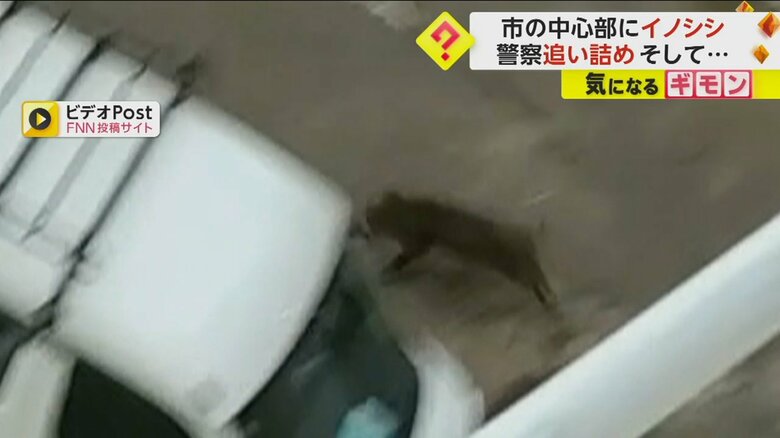 駐車場を全速力で走るイノシシ