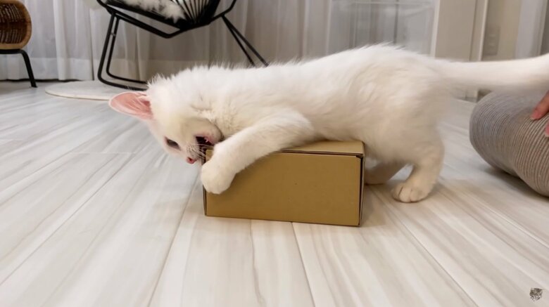 公式YouTubeチャンネル「めるにゃんちゅーぶ《mel nyan tube》」より