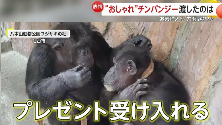 プレゼントを受け入れたポッキーちゃん