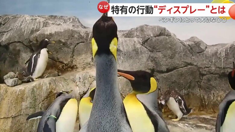 鳴き声に答えるペンギン（映像提供：長崎ペンギン水族館）