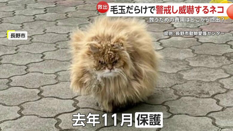 2024年11月、保護された当時の雷くん