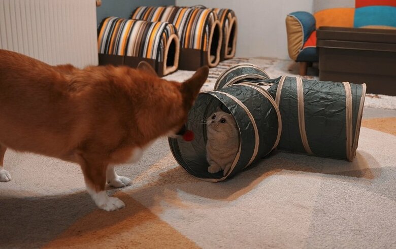 提供：ちい むう ととろさん