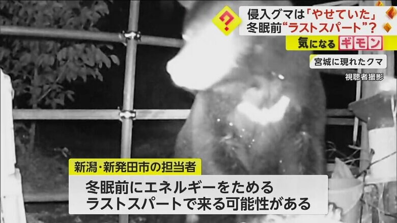 各地で出没が相次いでいるクマ