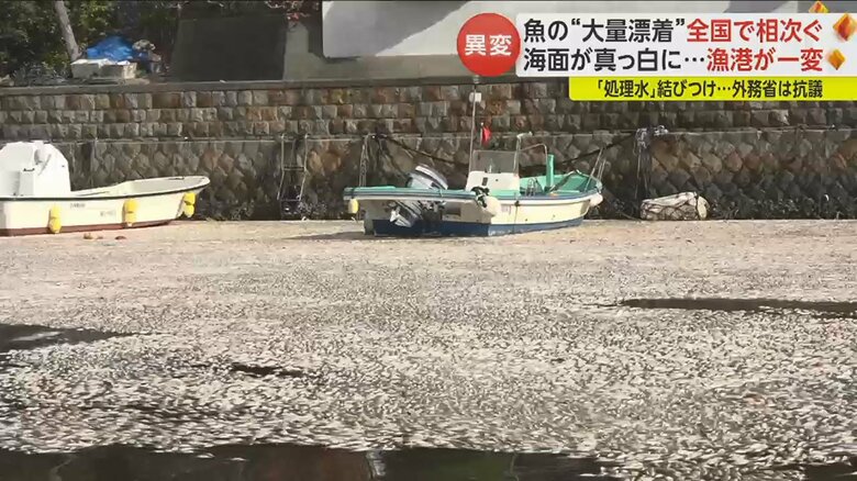 海面を覆う「カタボシイワシ」