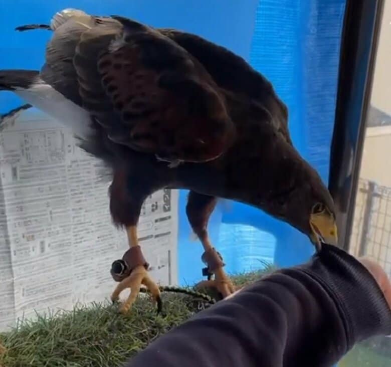 旦那さん相手の時の様子　キールくんは怒っているのだそう