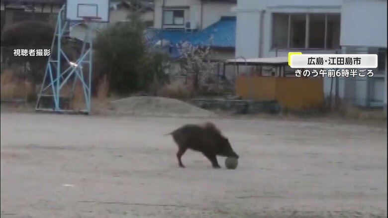 小学校で撮影されたイノシシ（10日午前6時半頃、広島・江田島市）