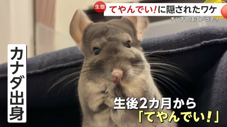 カナダ生まれだが、生後2カ月から｢てやんでい」を披露していたといういくらちゃん