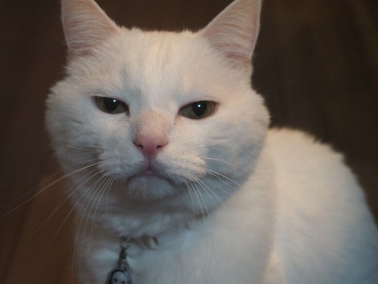 提供：@hakusama0906