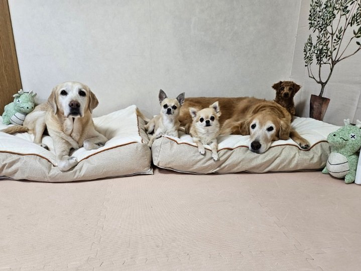 同居犬たちと一緒に