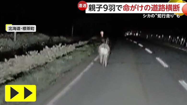 撮影者の目の前をずっと走り続け、道を逸れなかったシカ