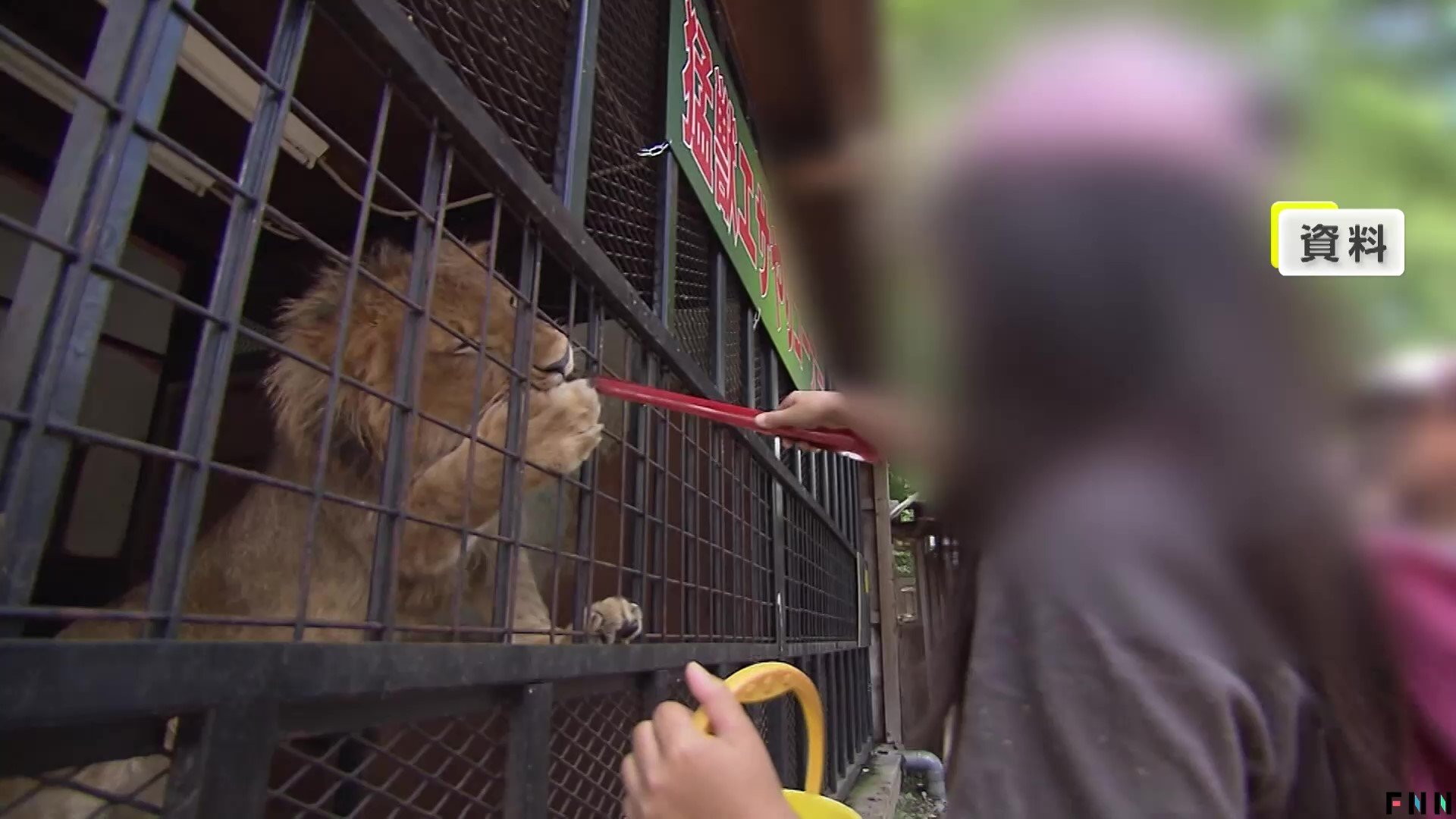 300匹以上の動物はどこへ…“日本一危険な動物園”ノースサファリ