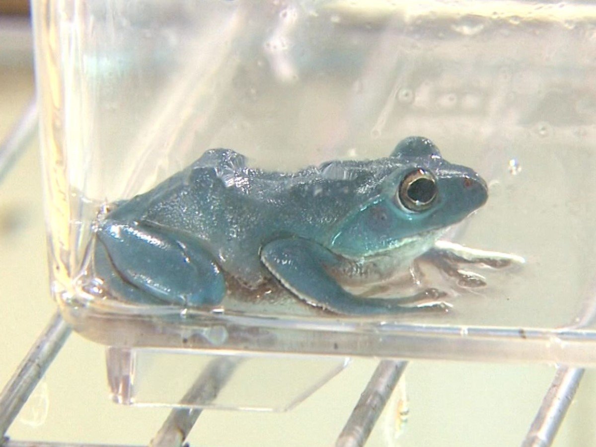 ラスト】カプセルQ 日本の動物 琵琶湖 シュレーゲルアオガエル