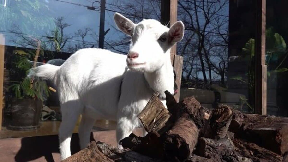 住宅街を散歩する「ヤギ」!? “お世話係”の3兄弟との交流に密着【福井発