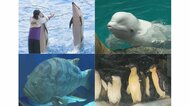 500種5万点…名古屋港水族館に聞いた人気者の“知られざる生態”　ペンギンの足は長い？