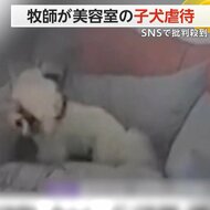 牧師が子犬を“虐待”…首を絞め、クッションに押し付け…批判殺…