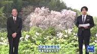 冬に咲く桜「ヒマラヤザクラ」が満開　今が見ごろ　広島・尾道市因島