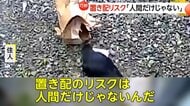 “置き配”の商品取り出そうと格闘するカラス… ようやく開封も中身にショック 商品は無残な姿に「ゴミがらかってると思ったら…」札幌市