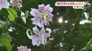 高知・土佐山の崖に咲く絶滅危惧種「タキユリ」が見頃　持ち帰り被害で激減の危機に