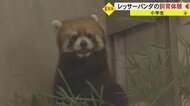 「食べてくれたらうれしい」小学生がレッサーパンダの飼育体験　熊本市動植物園で掃除やエサやりに挑戦