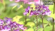 色鮮やかに　小国町でヤマアジサイ見頃【熊本】