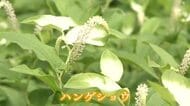 7月2日は夏至から数えて11日目の半夏生　ハンゲショウの葉も白く色づく　美浜町の若狭国吉城址で7月中旬まで見頃