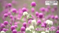 くじゅう花公園でセンニチコウやサルビアが見ごろ　オータムフラワーフェスタ開催中　大分