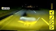 【▶動画はこちら】「やばいと思いながら急ブレーキ」2頭のシカが車に衝突、夜の山道では突然イノシシが…各地で動物の危険な飛び出し