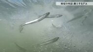 命がけの川のぼり　初夏の熊野川、アユたちの遡上　激流と空腹の鳥が待ち構える命の奮闘【動画で見る】