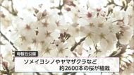 多くの花見客でにぎわう　都城もちお桜まつり