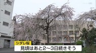 高齢者福祉施設のシダレ桜満開【佐賀県】