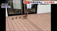 一体なぜ? “カモ200羽”が天神に降る パン屋の店先で続く不思議な現象 福岡市