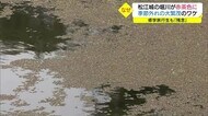 なぜ?水面が赤黒く…。城下町の景観を損なう「厄介者」が大繁茂 人海戦術も解決ならず(松江市)