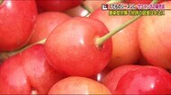 サクランボの季節に<だものシーズン到来>遅霜の影響は…【福島発】