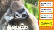 「元気に大きくなって」ベビ―ラッシュ ワオキツネザルとミーアキャット 静岡・伊東市