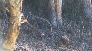 山火事 焼け跡から1人の遺体 近くに住む男性と連絡とれず 島根