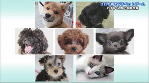 飼い主のモラルは… 動物保護シェルターの現状 “プチペットブーム”の中、1週間で飼育放棄も