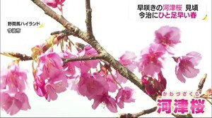 ひと足早い春の訪れ 今治市で河津桜が見頃に【愛媛】