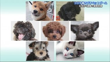 飼い主のモラルは… 動物保護シェルターの現状 “プチペットブーム”の中、1週間で飼育放棄も