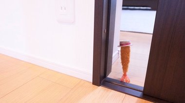 「エビフライ」の日常を綴った写真が人間に見えてくる…投稿者にこだわりを聞いた