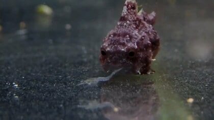 泳ぎが苦手な「ダンゴウオ」の“狩りの仕方”がかわいい…お腹の下には“秘密兵器”も持っていた