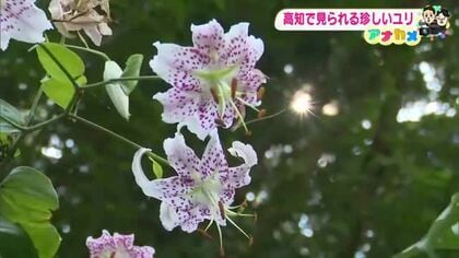 高知・土佐山の崖に咲く絶滅危惧種「タキユリ」が見頃　持ち帰り被害で激減の危機に