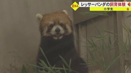 「食べてくれたらうれしい」小学生がレッサーパンダの飼育体験　熊本市動植物園で掃除やエサやりに挑戦